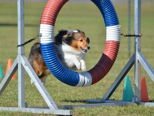 シェットランド ・ シープドッグ (シェルティー) 犬の敏捷性試験で — ストック写真