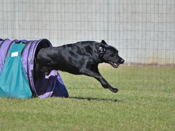 Siyah Labrador Retriever köpek çeviklik duruşmada — Stok fotoğraf