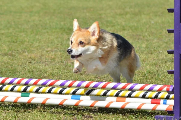 Corgi Pembroke Welch na rozprawie Agility Dog — Zdjęcie stockowe