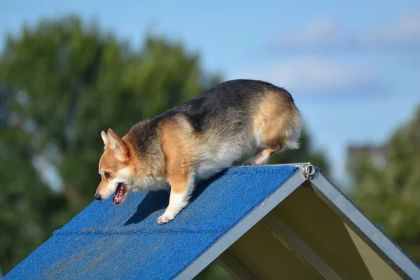 Pembroke Welch Corgi em um ensaio de agilidade para cães — Fotografia de Stock