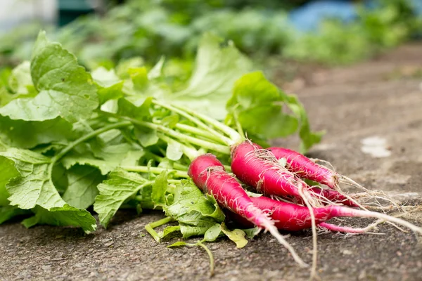 Rábanos cultivados en el jardín — Foto de Stock