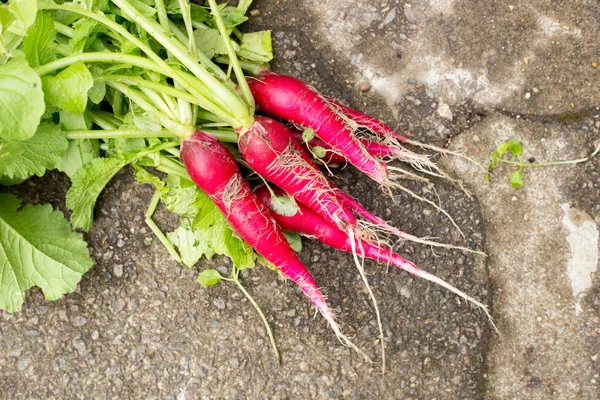 Rábanos cultivados en el jardín —  Fotos de Stock