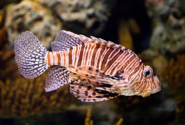 Coelacanth balık.
