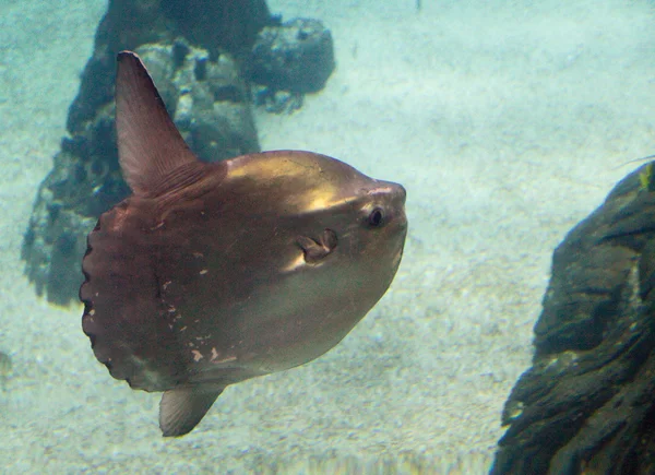 Sunfish — Stock Photo, Image