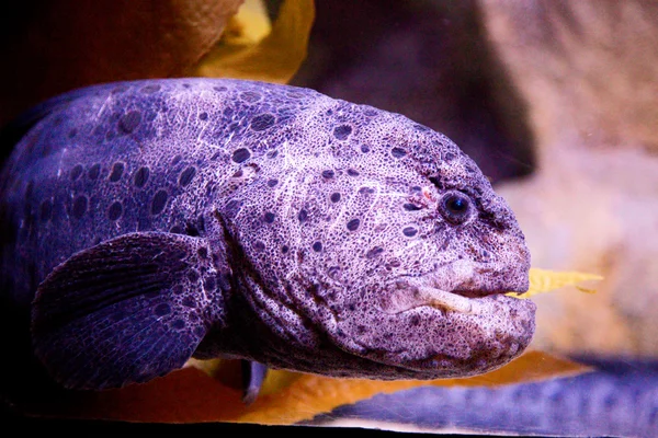 Wolf-eel — Stockfoto