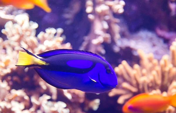 팔레트 surgeonfish — 스톡 사진