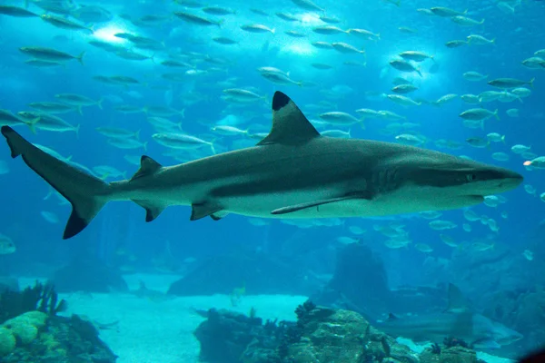 Μεγάλος λευκός καρχαρίας — Φωτογραφία Αρχείου
