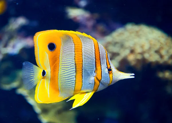 Copperbanded butterflyfish — Stock Photo, Image