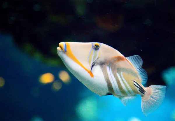 피카소 tigerfish — 스톡 사진