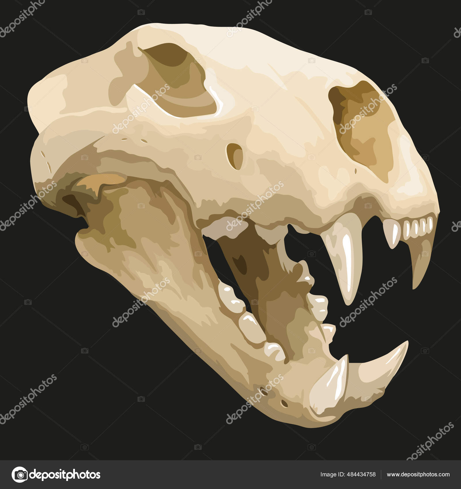 Череп Древнего Животного Доисторическое Ископаемое Саблезубый Тигр.