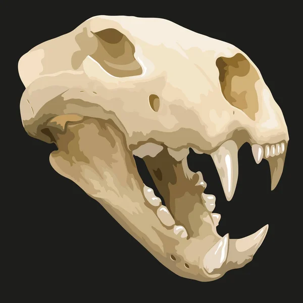 Cráneo Animal Antiguo Fósil Prehistórico Tigre Dientes Sable Ilustración Vectorial — Archivo Imágenes Vectoriales