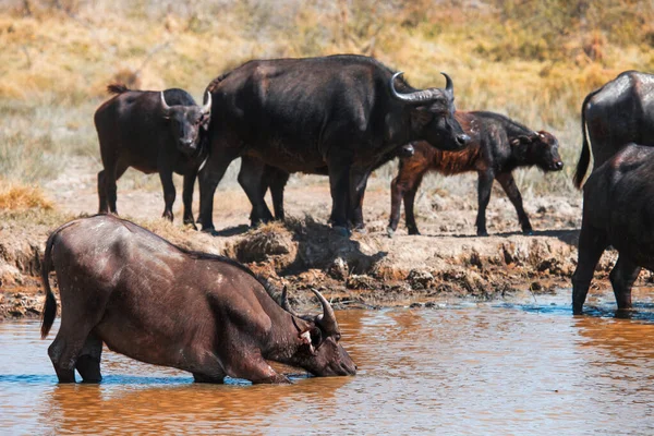 Herd of the african buffaloes (Syncerus caffer) or cape buffaloes drinking the water in a dirty lake