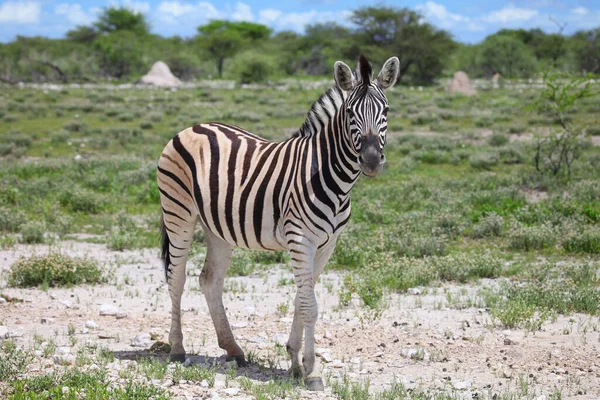 Plains zebra (Equus quagga) in a green savannah of the Etosha National Park in Namibia