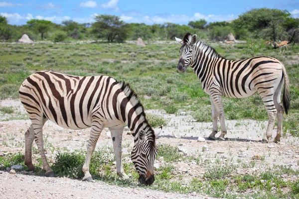 Plains zebras (Equus quagga) in a green savannah of the Etosha National Park in Namibia