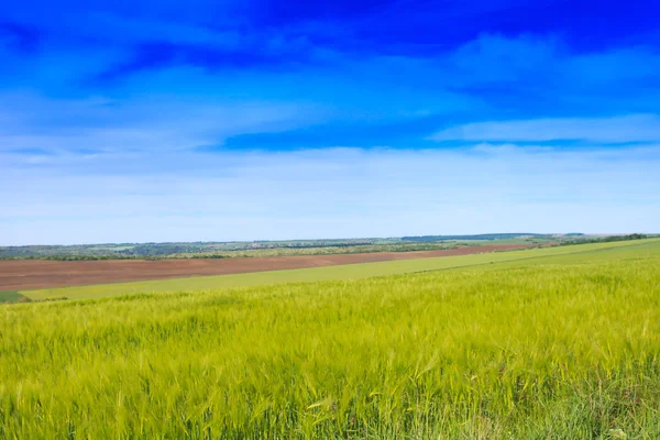 Pšeničné pole a krajina scenérie — Stock fotografie