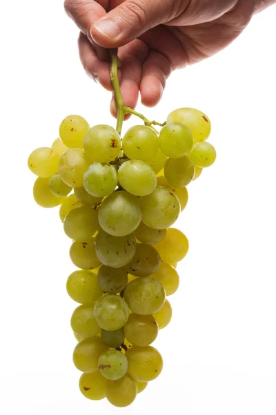 Mano del hombre sosteniendo racimo de uva fresca en blanco con gotas de agua — Foto de Stock