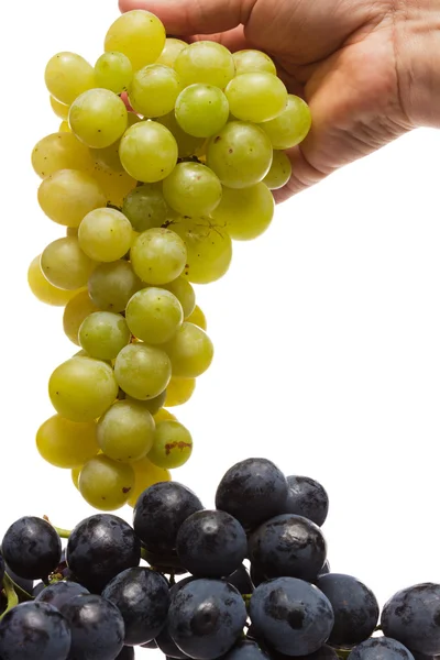 Mano del hombre sosteniendo racimo de uva fresca en blanco con gotas de agua — Foto de Stock