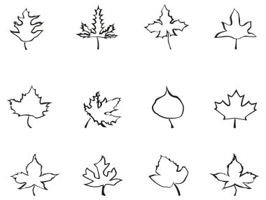 akçaağaç anahat stilize yapraklar