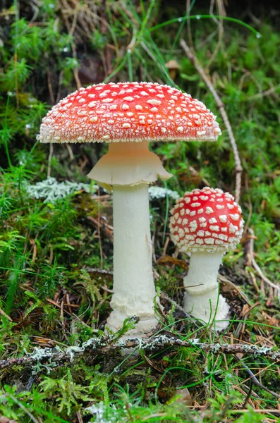 Detalj Flugsvamp Amanita Muscaria — Stockfoto