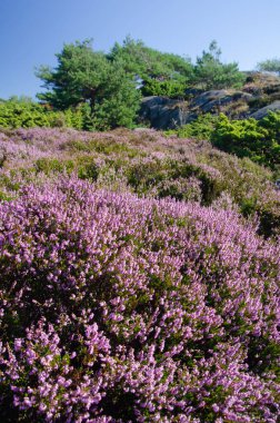 Çiçek açan ortak Heather (Calluna vulgaris), çamlar ve kayalarla Norveç yaz manzarası