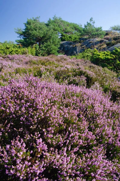Norwegian Summer Landscape Blooming Common Heather Calluna Vulgaris Pines Boulders — Stock Photo, Image