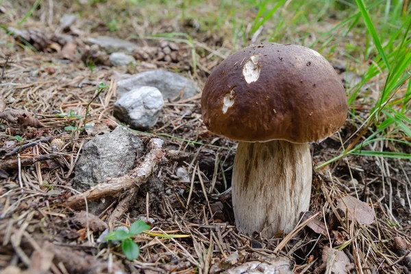 Detail Edible Boletus Mushroom — Stock Photo, Image