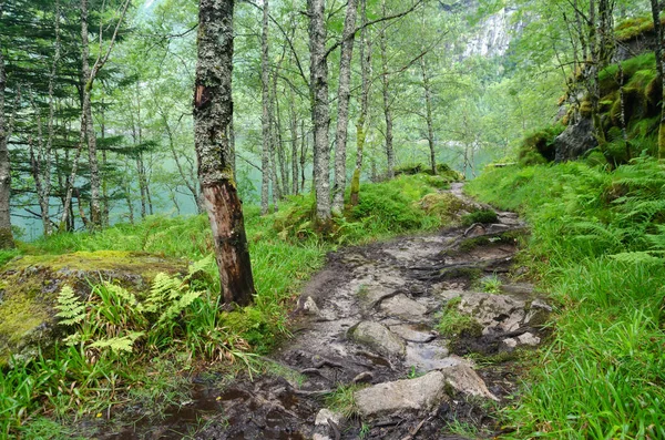 Hiking Trail Rainy Wet Forest Birch Trees Grass Fern Bondhusdalen — Stock Photo, Image