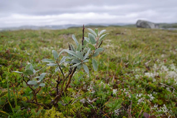 Detalhe Vegetação Tundra Com Salgueiro Ártico Anão Salix Centro Noruega — Fotografia de Stock