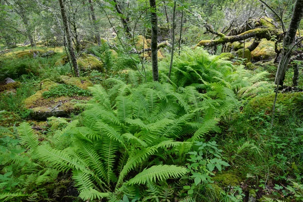 Bosque Salvaje Verano Con Abedules Helechos Cerca Kinsarvik Noruega Escandinavia — Foto de Stock
