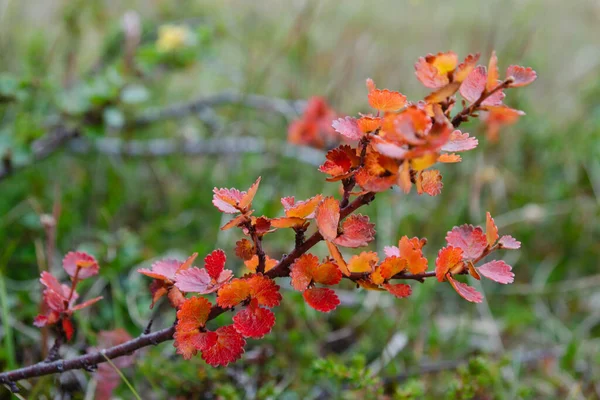 Folhagem Colorida Bétula Anã Outonal Betula Nana Noruega Escandinávia — Fotografia de Stock