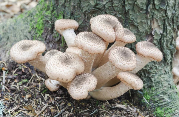 Honey fungus (Armillaria) mushroom — Stock Photo, Image