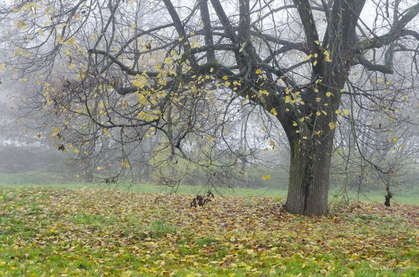 Autumn tree in the fog — Stock Photo, Image