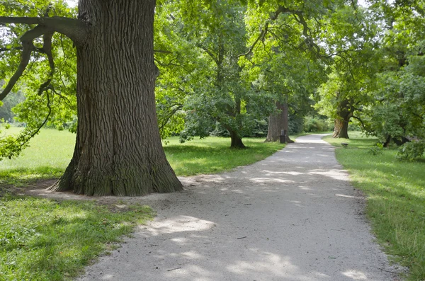 Path in the summer park alley — Stock Photo, Image