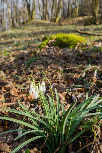 Group of wild flowering snowdrops — Stock Photo, Image