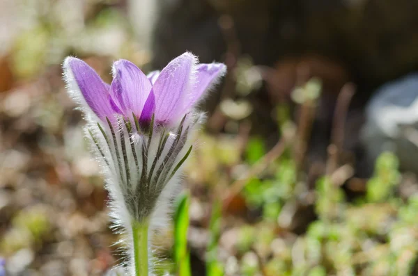 Bloeiende Pulsatilla bloemen (Pulsatilla) — Stockfoto