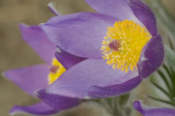 Bloeiende Pulsatilla bloemen (Pulsatilla) — Stockfoto