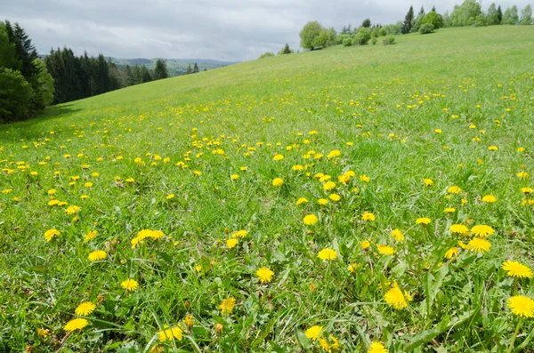 Prado de primavera com grama verde e dente-de-leão — Fotografia de Stock