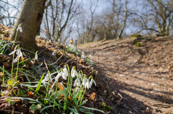 Grupp av vilda blommande snödroppar i skogen Royaltyfria Stockfoton