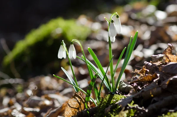 Gruppe wild blühender Schneeglöckchen — Stockfoto