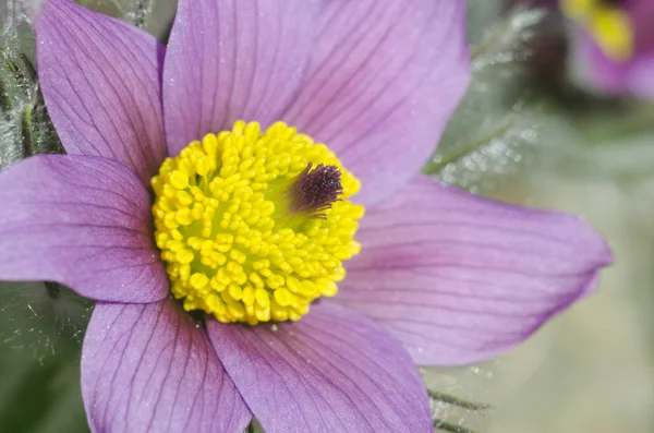 Detail van bloeiende Pulsatilla bloem (Pulsatilla) — Stockfoto