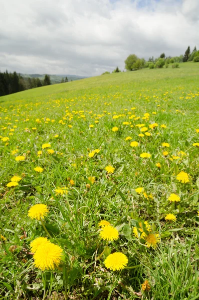 緑の草やタンポポと春の牧草地 — ストック写真
