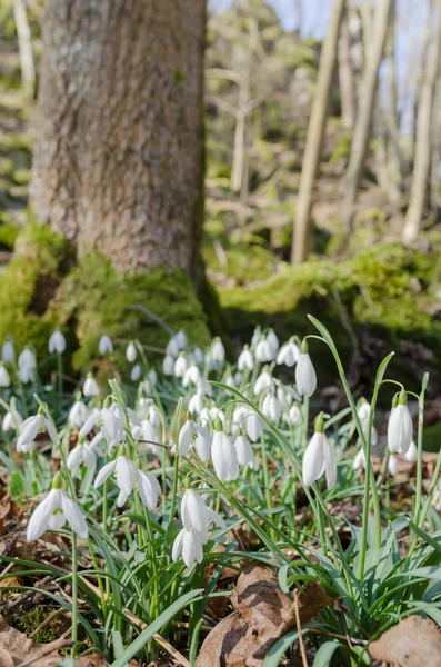 Bucaneve selvatici in fiore nel bosco — Foto Stock