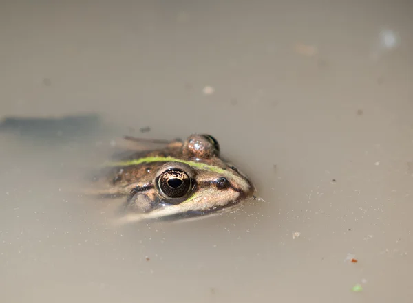 Brown Pelophylax fron in the pond — Stock Photo, Image