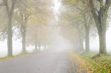 Renkli kireç ağacı sokak yol boyunca