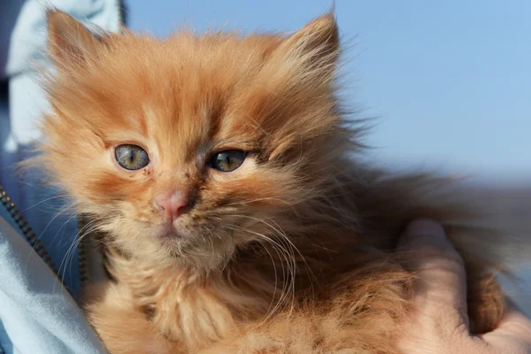 Mignon Bebe Chat Image Libre De Droit Par Zenjung C Mignon Bebe Chat Image Libre De Droit Par Zenjung C