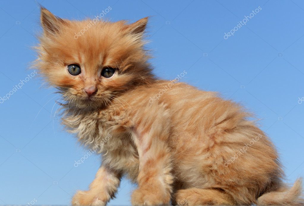 Mignon Bebe Chat Image Libre De Droit Par Zenjung C Mignon Bebe Chat Image Libre De Droit Par Zenjung C