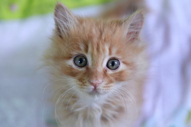Ama kedi bebek