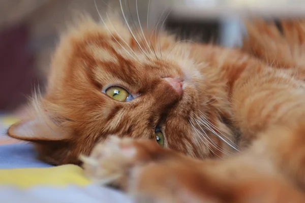 Pero gato bebé — Foto de Stock