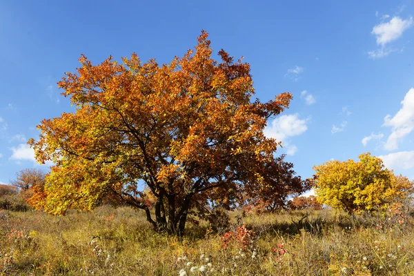 Grassland and tree in fall season — Stock Photo, Image