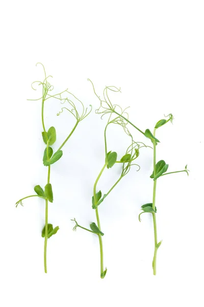 Jonge Erwtenplant Gekweekt Als Micro Groen Geïsoleerd Wit — Stockfoto